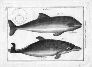 Pierre Joseph Bonnaterre (1762-1804)による "Painting Encyclopedique et Methodique des trois Regnes de la Nature "のイルカとネズミイルカ。1784年パリ。 作： Unbekannter Künstler