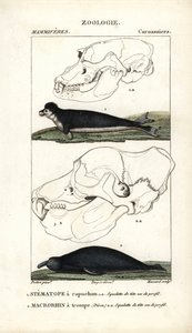 ジャン・ガブリエル・プレットル（1780-1845）作、カーノンケル版、ピエール・ジャン・フランソワ・ターパン（1775-1840）編集、フレデリック・キュヴィエ著「自然科学辞典：哺乳類」のための "Le stematope à capuchon et le macrorhin a trompe ou elephant de mer - Eau forte". 作： Unbekannter Künstler