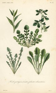 葉物野菜、Herbes potageres 作： Unbekannt