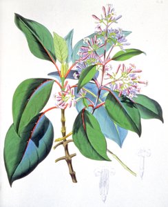 キニーネの木の葉と花 1850年頃（エングレーヴィング） 作： Unbekannter Künstler
