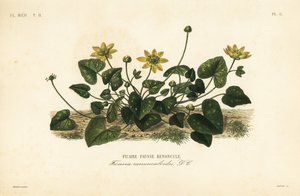 Lesser celandine or pilewort, Ficaria verna, Ficaria ranunculoides, Ficaire fauss renoncule 作： Unbekannt