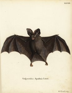 レッサー・ニセヴァンパイア・バット（Megaderma spasma）。Vespertilio spasma Linn.Johann Christian Daniel Schreber