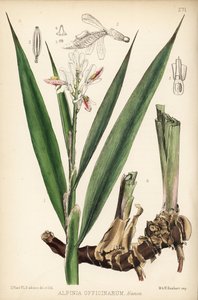 小ガランガル、Alpinia officinarum。ロバート・ベントレーとヘンリー・トリメンの『Medicinal Plants』（ロンドン）所収のデビッド・ブレアによる植物図版に、ハンハートによる手彩色リトグラフ。 作： Unbekannter Künstler