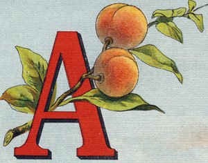文字A：アプリコット。Alphabet de ma petite fille "に掲載されているエングレーヴィング。Bernardin-Bechet and Fils, bookseller-publishers, Paris, around 1895.キャンバス地にアンブレイカブル・アルバム。Bibliotheque des Bebes.12ページ。読書法とイラストのアベックを収録したアルバム 作： Unbekannt