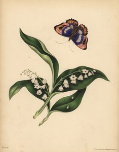 谷間のユリ、Convallaria majalis、純潔と幸福の帰還、紫の皇帝蝶、Apatura iris、魂の不滅性 作： Unbekannt