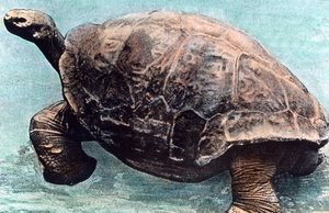 海に生きる 作： Unbekannter Künstler