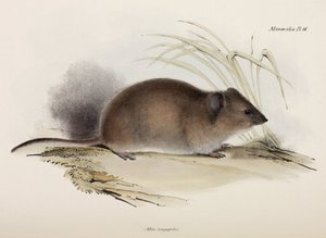 長毛またはペストネズミ、オーストラリア、1832～1836年頃