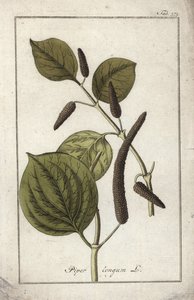 長い胡椒皿（Piper longum）。オランダ、ヨハネス・ゾーン（1739-1799）作 "Afbeelding der Artseny-Gewassen "のリトグラフ。 作： Unbekannter Künstler
