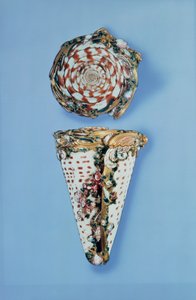 B.サガレ、パリ（1715-74年）の貝の形をしたルイ15世の金の嗅ぎたばこ入れ 作： Unbekannt