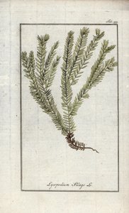 クラブに入ったリコポッドまたはオフィシナル・リコポッド（Lycopodium clavatum）。オランダ、ヨハネス・ゾーン（1739-1799）作 "Afbeelding der Artseny-Gewassen "よりリトグラフ。 作： Unbekannter Künstler