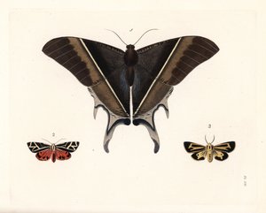 マクレアン・アゲハ蛾、Lyssa macleayi 1、辰砂蛾、Callimorpha phyllira 2、ナイス・タイガー・ガ、Apantesis nais 3。 ジョン・O・ウェストウッドによるドルー・ドーリー著『Illustrations of Exotic Entomology』（新版）の手彩色リトグラフ。 作： Unbekannter Künstler