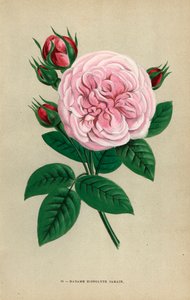 イポリット・ジャマン夫人のバラ、1871年にルーアンのガルコン氏によって交配され、作者の妻に捧げられた。Hippolyte JamainとEugene Forneyの "Les Roses "からF. Grobonが自然をもとに描き、リトグラフしたクロモリトグラフ、パリ、J. Rothsch。 作： Unbekannter Künstler