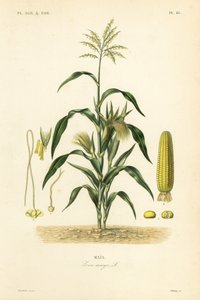 Maizeまたはcorn, Zea mays, Mais