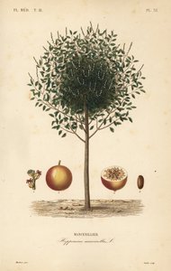 Manchineel or manchioneel tree, Hippomane mancinella, Mancenillier 作： Unbekannt