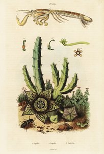 シャコ、スターフラワー、カブトムシ、1834～1839年（彫刻） 作： Unbekannter Künstler