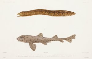 霜降りウツボとサメ 作： Unbekannter Künstler