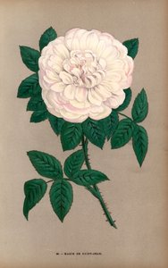 1869年、ダマイザン氏がリヨンで育成したポートランド・ローズ（Rosa portlandica）の品種、マリー・ド・サンジャン。Hippolyte JamainとEugene Forneyの "Les Roses "からF. Grobonが自然をもとに描き、リトグラフしたクロモリトグラフ。