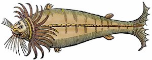 海洋生物、「アルドロヴァンディが望む正確な全動物史（Paralipomena accuratissima historiae omnium animalium quae in voluminibus Aldrovandi desiderantur/Bartholomaeus Ambrosinus... summo labore collegit; Marcus Antonius Berna bibliopola bononiensis proprietaryis sumptibus i）」より引用。 作： Unbekannter Künstler
