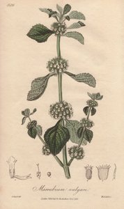 マルビウム・バルガレ（Marrubium vulgare） - ジョン・チャーチルによってロンドンで出版されたジョン・ステファンソンとジェームズ・モルス・チャーチルによる「Medical Botanical, Description of Medicinal Plants of London, Edinburgh and Dublin（ロンドン、エディンバラ、ダブリンの薬用植物の医学的植物学的記述）」の挿絵のためにウィリアム・クラークによって作られた強い水。 作： Unbekannter Künstler