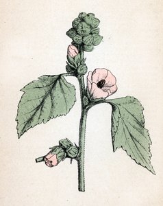 Marshmallow officinale (Althaea officinalis) (White Mallow) (マシュマロウ、マーシュマロウ) Paul Hariot著 "Atlas colorie des plantes medicinales" より 植物図版 作： Unbekannter Künstler