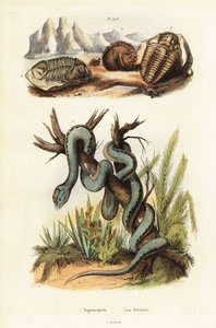 マルティニカンのマムシと絶滅した三葉虫。 作： Unbekannter Künstler