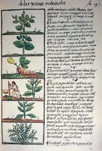 ナワティ語で書かれた薬用植物。ベルナルディーノ・デ・サハグンの「新スペインの物の歴史」（フィレンツェ写本）の複製品。 作： Benjamin Baud