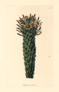 メデューサの頭、トウダイグサ。ジョージ・クックによる手彩色銅版画（ハックニー、コンラッド・ロディゲスの植物キャビネットより 作： Unbekannter Künstler