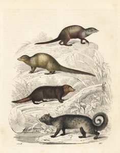 ミーアキャット、Suricata suricatta 1、インディアン・グレー・マングース、Herpestes edwardsii 2、クシマンセ、Crossarchus obscurus 3、アジアン・パーム・シベット、Paradoxurus hermaphroditus 4。手彩色リトグラフ、カール・ホフマン著『世界の本』より、シュトゥットガルト。