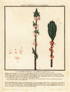 Mezereon、Daphne mezereum。