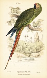 ミリタリー コンゴウインコ、Ara militaris。 1889年（彫刻） 作： Unbekannter Künstler