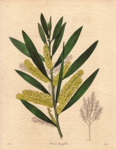 ミモザの毛虫（アカシア・ロンギフォリア）、高さ3～6メートル、花序はレモンイエローの長い裂片。ニューホランド（オーストラリア）原産で、1792年に英国に導入された。イラスト：R
