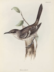 モッキンバード、ガラパゴス諸島、1832～1836年頃 作： Unbekannter Künstler