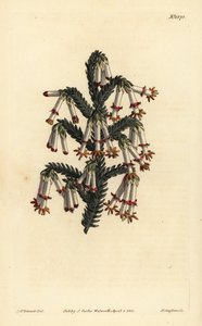 Monadelphous heath, Erica monadelpha 作： Unbekannt