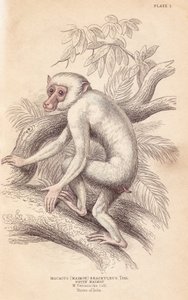 モアマカ、マカカ・マウラ（Macacus maimon brachyurus）。アルビノの幼獣と思われる白いマイモン。エジンバラのWilliam Jardine