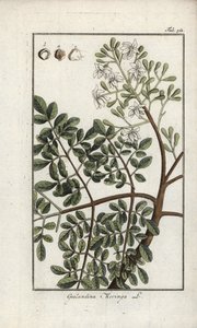 モリンガ（Moringa oleifera）。オランダ、ヨハネス・ゾーン（1739-1799）作 "Afbeelding der Artseny-Gewassen "のリトグラフ。