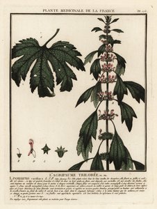 Motherwort、Leonuruscardia。 作： Unbekannter Künstler