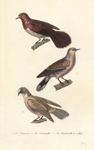喪鳩、亀鳩、赤目鳩。 作： Unbekannter Künstler