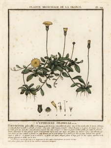 ネズミ耳ヤナギ、Pilosella officinarum。 作： Unbekannter Künstler