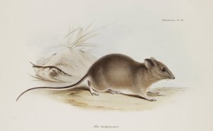 ネズミ、ガラパゴス諸島、1832～1836年頃