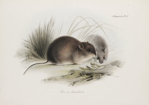 ネズミ、ティエラ デル フエゴ、南アメリカ、1832～1836 年頃 作： Unbekannter Künstler