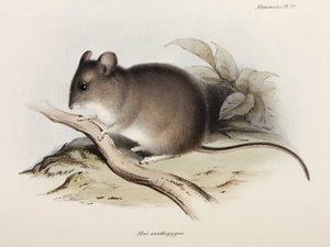 マウス、c 1832-1836 作： Unbekannter Künstler