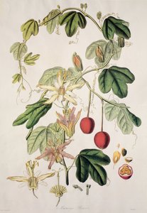 Murucuja baueri/Passion Flower/Passion Flower/Passion Flower 作： Unbekannt