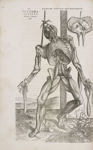 筋肉 男性の身体の深層筋の正面図 作： Unbekannt