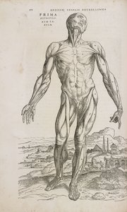 筋肉 男性人体の表層筋の正面図 作： Unbekannt