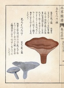 キノコ：アカハツラカツタケとシロハツタケ - 岩崎嘉年（1786-1842）作、本草図譜より 作： Unbekannter Künstler