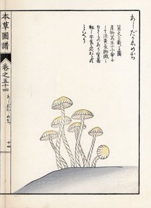キノコ：シメジ アシタカ - 岩崎嘉年(1786-1842)の版画、本草図譜より。 作： Unbekannter Künstler