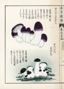 キノコ：シメジの品種（食用） - 岩崎嘉年（1786-1842）版画（本草図譜より 作： Unbekannter Künstler
