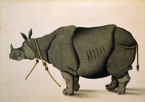 NHD-32 (47) おそらくフランシス ブキャナン コレクションからのサイ、1800 年頃、作者不明 作： Unbekannter Künstler