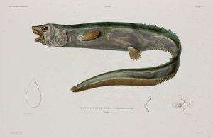 Natacanthus nasus、アイスランド、19 世紀初頭 作： Unbekannter Künstler