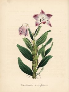 ネックレス茎のデンドロビウムまたはセキコク蘭、Dendrobium moniliforme。C. Chabotによる手彩色ジンコグラフ。M. A. Burnett女史の "Plantae Utiliores: or Illustrations of Useful Plants", Whittaker, Londonより抜粋。 作： Unbekannter Künstler